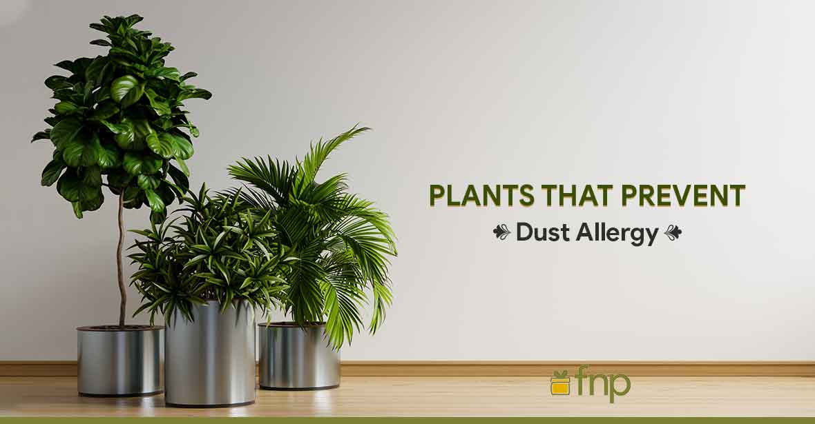 Plants Lessen Dust Allerg