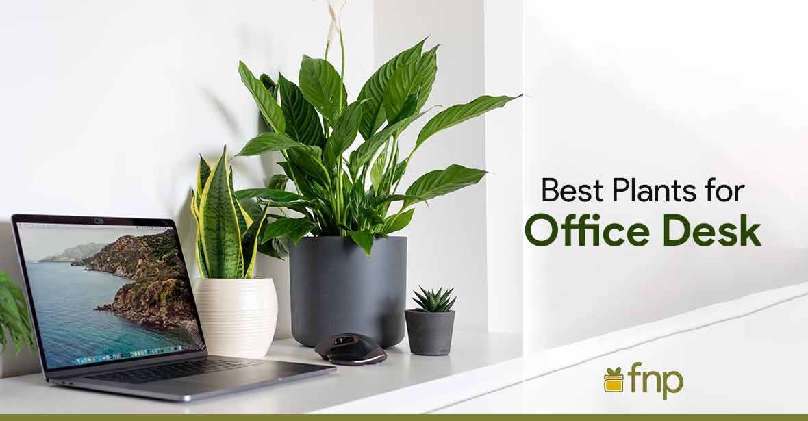 Desk Plants to Boost Productivity