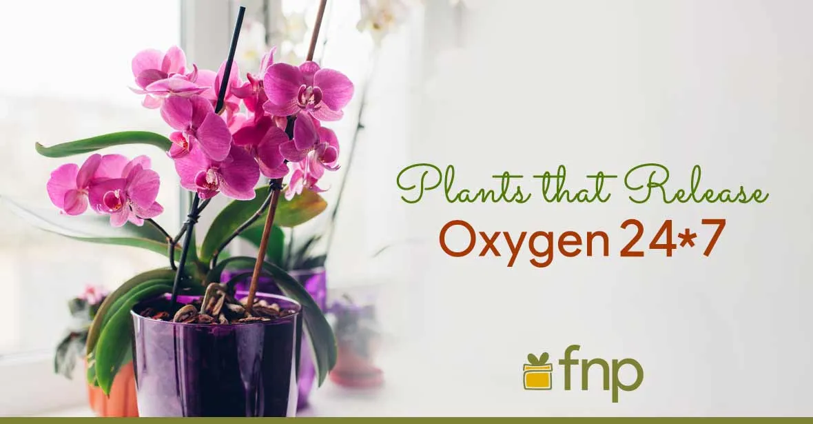 Plants Release Oxygen