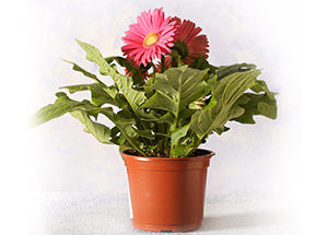 Facts About Gerbera Daisy: Best Oxygen Producing Night Plant