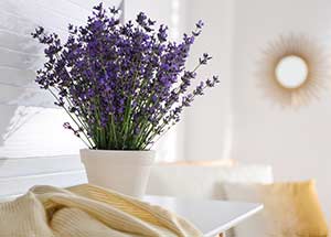 aromatherapy plants & their benefits