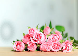 history of pink roses