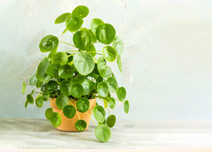 Are there Different Types of Money Plants?
