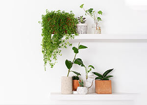 easy to keep indoor plants