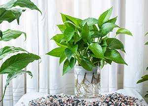A Complete Guide to Growing Money Plant in Water Faster