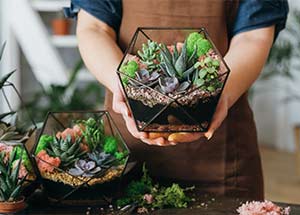 Top 5 Secrets to Growing Healthy Succulents