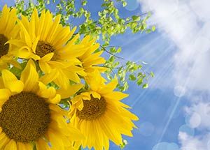 Health Benefits of Sunflowers