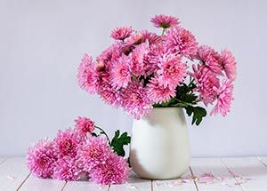 types of pink flowers