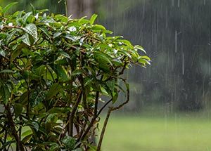 caring for plants in monsoon