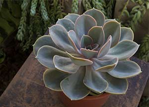 Know all About Echeveria Succulent