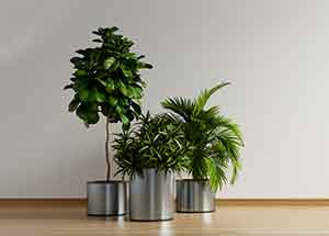 Plants that can Lessen the Effects of Dust Allerg