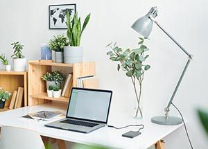 care guide for office plants