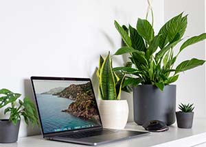 Top 7 Desk Plants to Boost Productivity at the Workplace