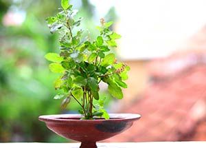 medicinal plants