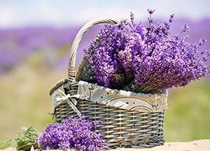 Symbolism & Benefits of lavender flower