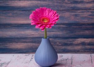 How to Tend to Gerbera Daisy with Love?