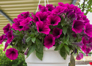Learn More About Ornamental Plants