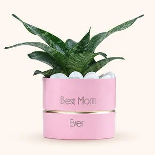 Personalised Plants For Mother Day