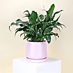 Peace Lily Plant In Minimal Pot