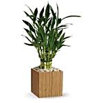 Lucky Bamboo Plant Pot