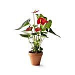 Red Anthurium Plant Pot