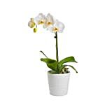 White Orchids Plant Pot