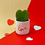 Hoya Plant In Love Pot
