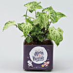 Potted Syngonium Plant In Moon of Life Vase
