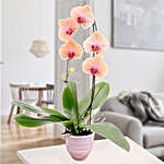 Salmon Light Pink Orchid In A Pot