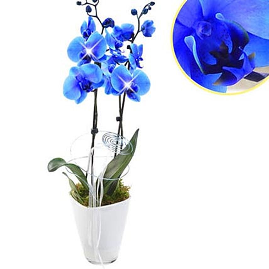 Loyal Blue Orchid