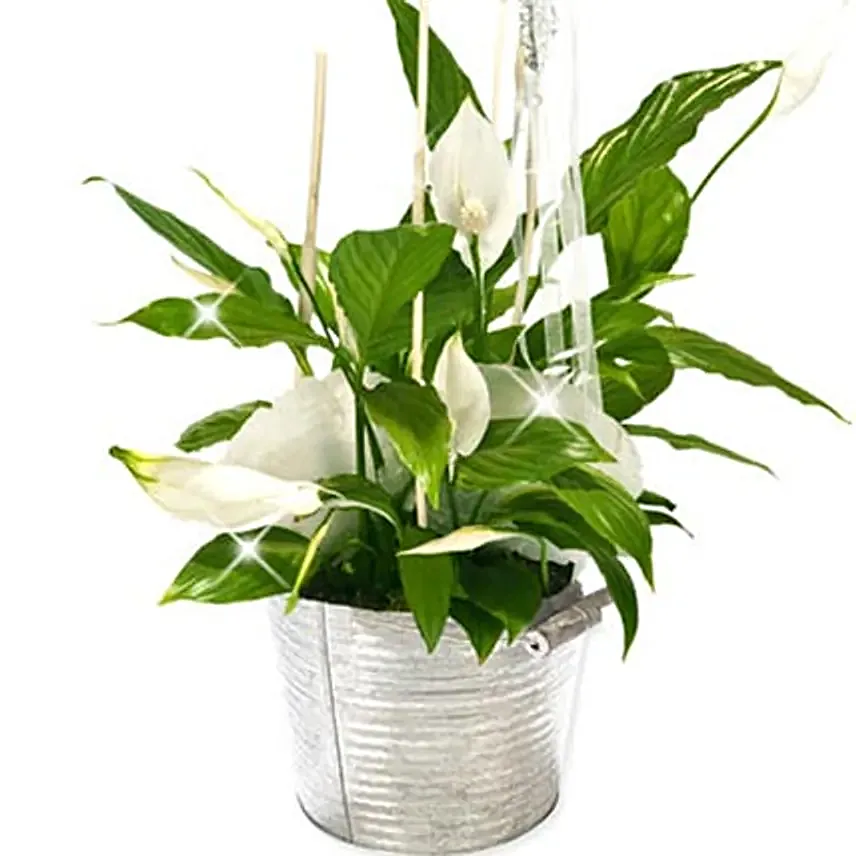 Peace Lily Bucket