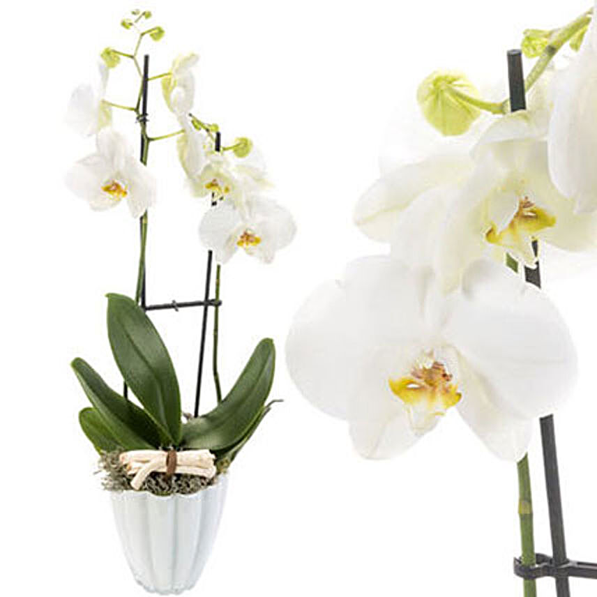 Enchanting White Orchids In White Pot