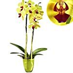 Flamboyant Orchid