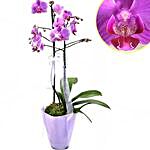 Graceful Orchid Plant