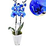 Loyal Blue Orchid