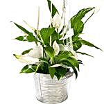 Peace Lily Bucket