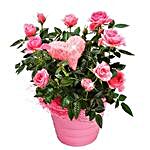 Potted Pink Roses