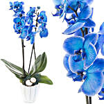 Enchanting Blue Orchids In White Pot