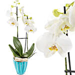 Enchanting White Orchids In Turquoise Pot