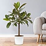 Ficus Elastica Plant Pot