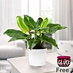 Philodendron Imperal Green