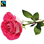 Pink Long Stemmed Fairtrade Rose