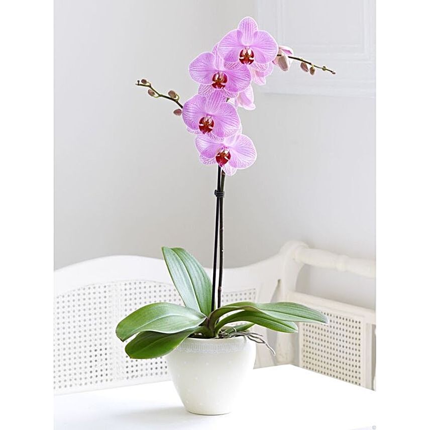 Single Stem Potted Orchid