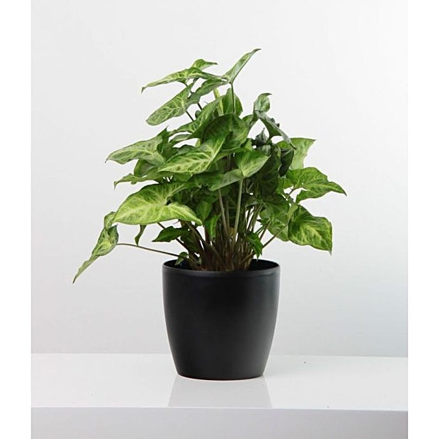 Syngonium Plant Medium Pot