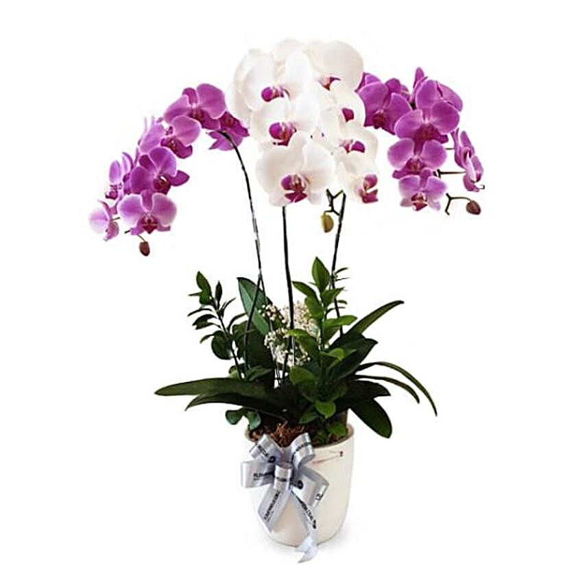 Good Luck Wishes Orchid Vase