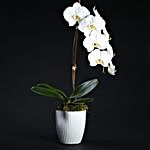 Luxurious Orchid In A Pot