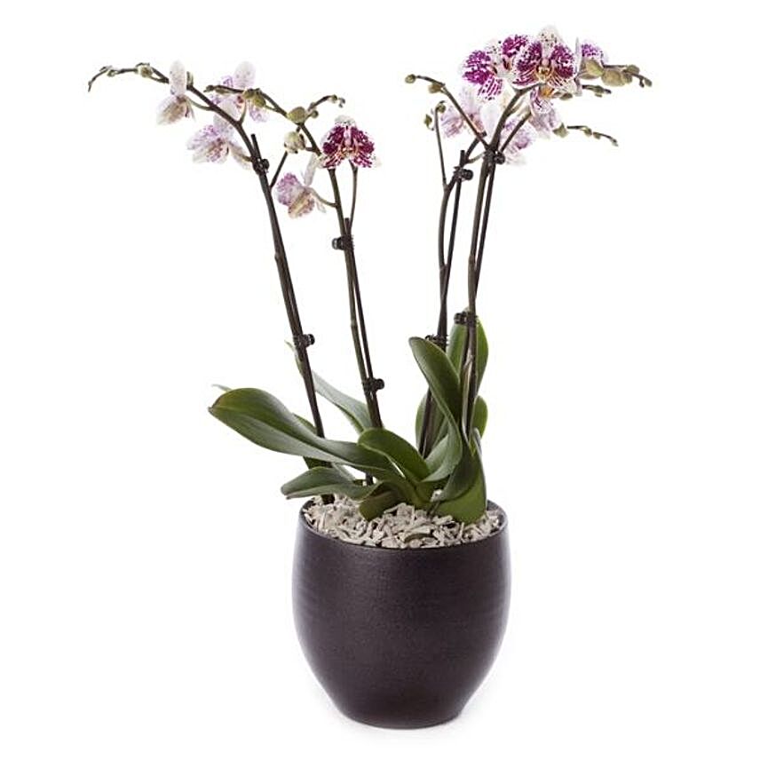 Purple Phalaenopsys Orchids Ceramic Vase
