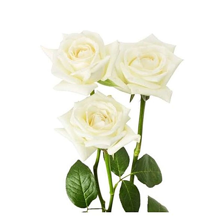 Soothing White Roses