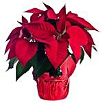 Red Poinsettia Christmas Plant Pot