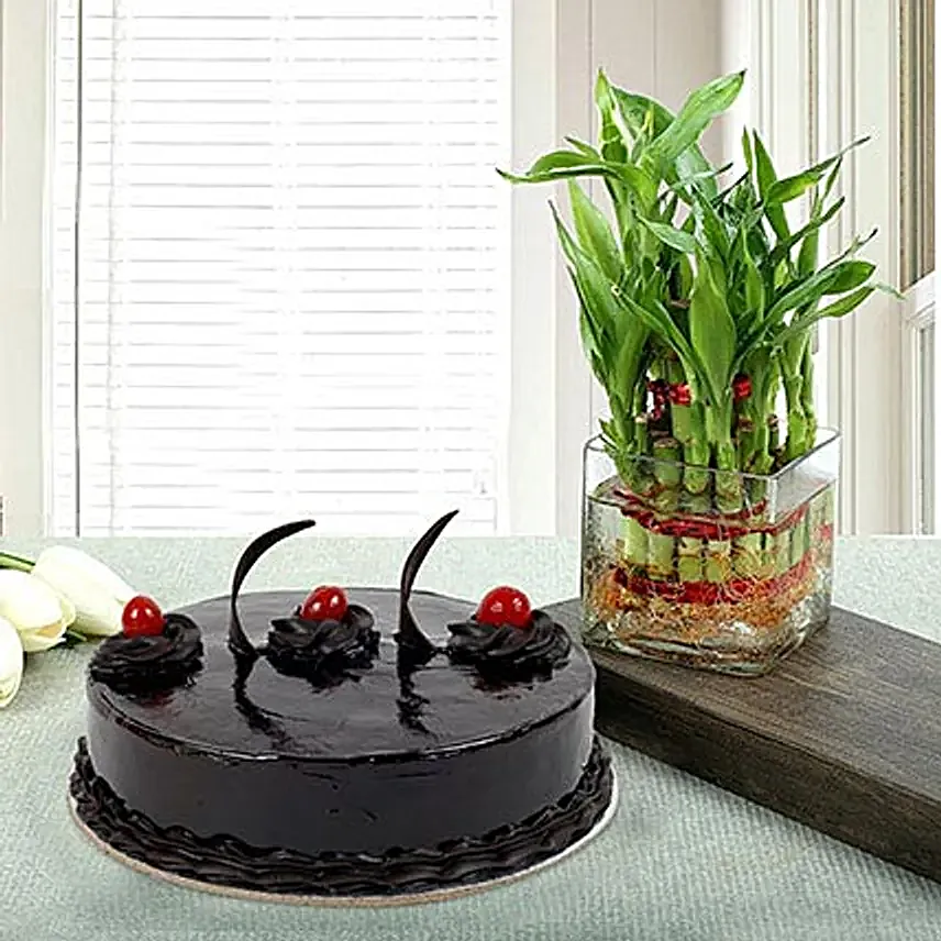 Plants N Cakes
